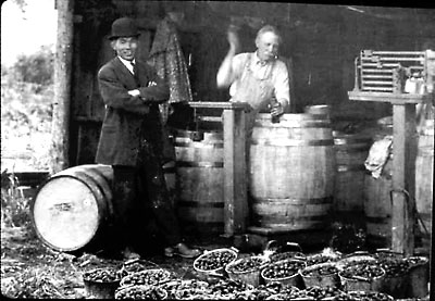 Vashon MukaiPlant89Ag